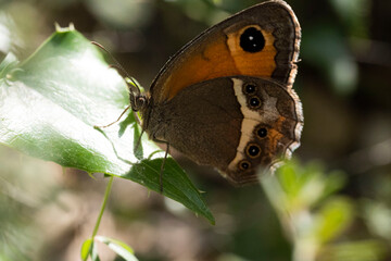 papillon posé sur une feuille