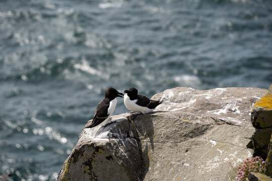 Razorbills on the isle of May in Scotland. Alca torda birds on May island. The razorbills breed on the isle of May, a small island in the Firth of Forth.