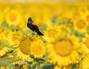 RedRed-winged Blackbird in a field of sunflowers