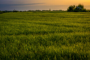 A scenic view of a lush green field under a warm evening sky.
