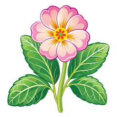 botanical saffron plant isolated design