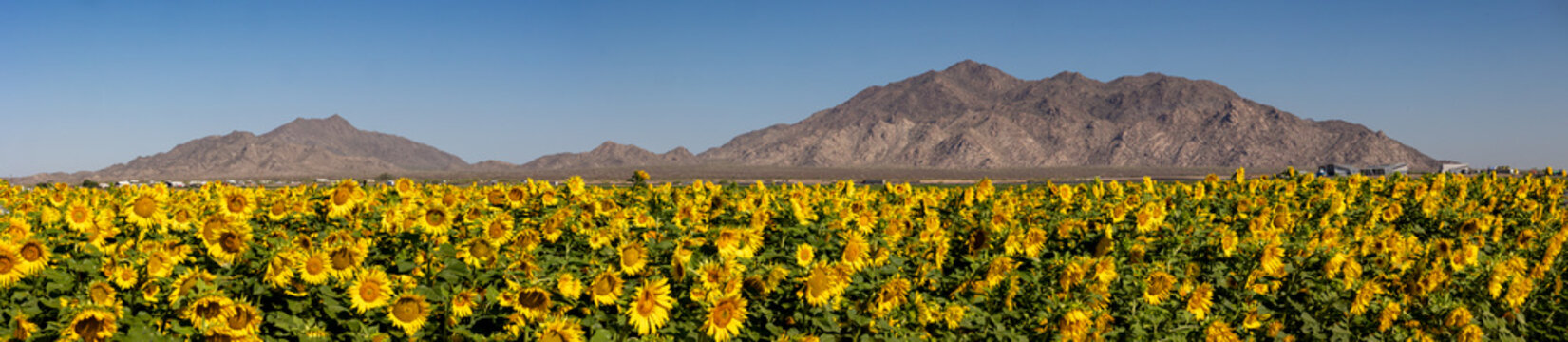 Sunflower field in Maricopa Arizona Panorama view