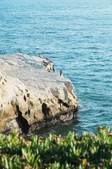 seagull on the rocks