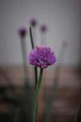  Close-up of a blooming purple chive flower with a soft background. Vertical composition with shallow depth of field and muted tones