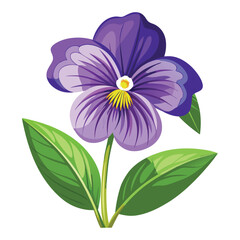 white background sweet violet bloom