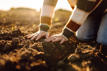 A young female agronomist holds fertile soil in a sunset field. A female farmer checks the quality...