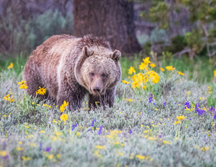 Grizzly bear in a field of flowers in Grand Teton National Park