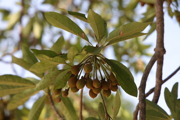 close up of a tree, Madhuca longifolia tree, also known as Mahua or Iluppai in Tamil. This tree is native to the Indian subcontinent