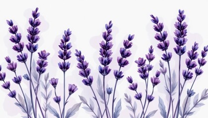 Naklejka premium a collection of purple lavender flowers against a white background, arranged in a row that suggests they are part of an illustrated plant arrangement.