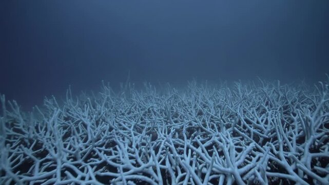 Bleached coral skeleton deteriorating underwater, revealing marine ecosystem destruction from global environmental stress and rising ocean temperatures