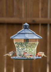 variety of birds feeding and playing around bird feeder including house finch, northern cardinal, sparrow