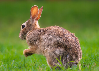 Cute bunny rabbit close up in the garden