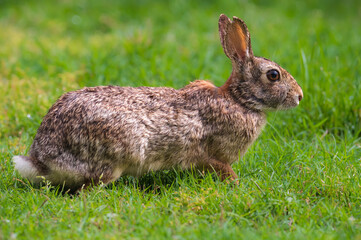 Cute bunny rabbit close up in the garden