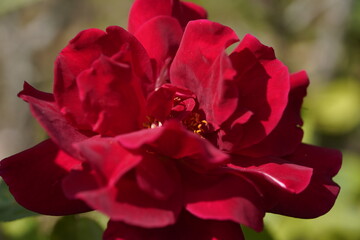 pink valentine rose on the sun