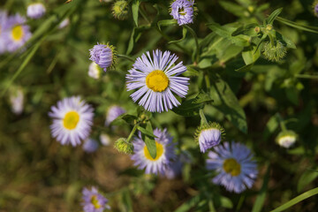Fleabane, purple wildflower with bee. close-up