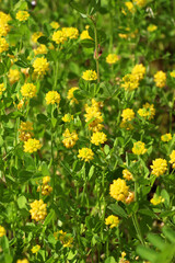 Clover (Trifolium campestre) grows in nature