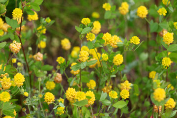 Clover (Trifolium campestre) grows in nature