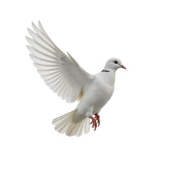 Fototapeta premium Flying a White Pigeon isolated on transparent background, PNG 