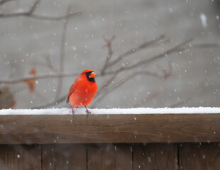 back yard birds playing in the snow