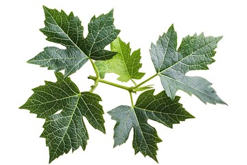 A close up shot of a grape vine branch with several leaves against a white background