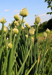 Obraz premium Onions, which are grown from seeds, bloom in summer.