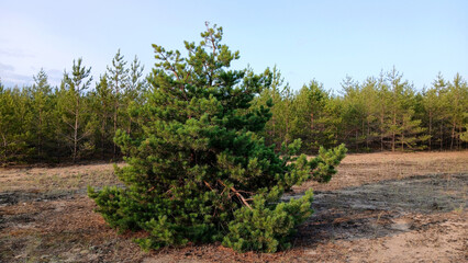 Beautiful summer landscape pine forest against the sky