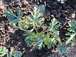 A young watermelon plant growing in the garden