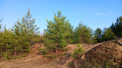 Beautiful summer landscape pine forest against the sky