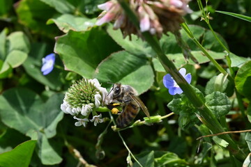 bee on a flower