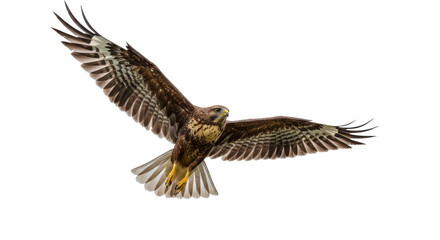Flying Hawk isolated on transparent background, Hawk Bird PNG 