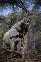 Fototapeta premium Elephant in the forest