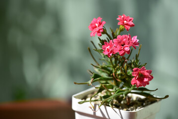 Kalanchoe laciniata succulent blooming in a white pot under bright sunlight. Small blooming Kalanchoe with beautiful pink flowers on a green background