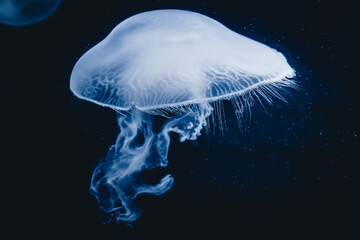 Jellyfish in the water
