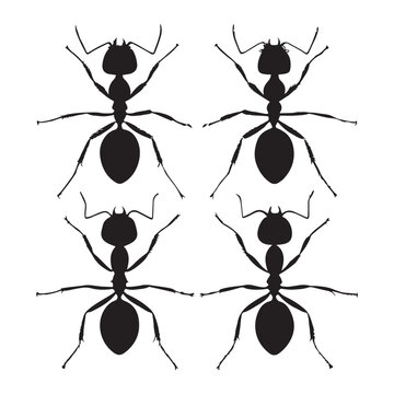 an ant silhouette black vector artwork illustration