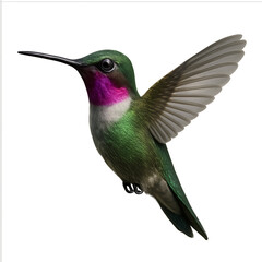 Vibrant green hummingbird in flight isolated on white
