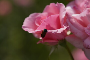 pink valentine roses with rose buds and insects