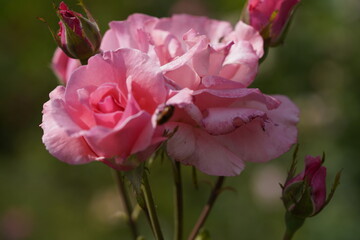 Fototapeta premium pink valentine roses with rose buds and insects