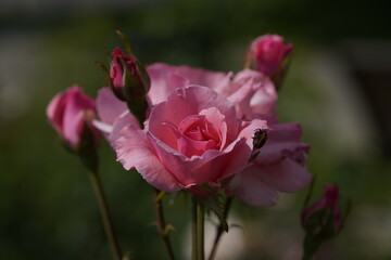 pink valentine roses with rose buds and insects