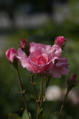 Fototapeta premium pink valentine roses with rose buds and insects