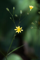 Tall yellow flowers in the sun