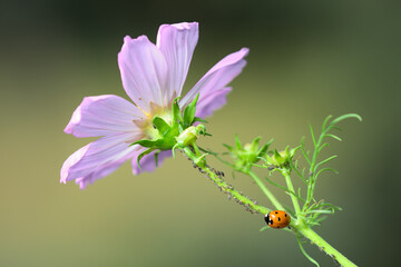 Ladybug Eating Aphids on Green Plant, Macro Shot of Natural Pest Control