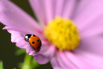 Ladybug Eating Aphids on Green Plant, Macro Shot of Natural Pest Control