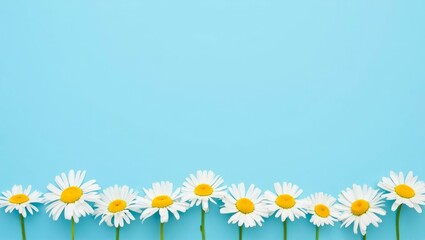 Row of white chamomiles daisies flowers on pastel blue color paper background Copy space.