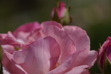 pink valentine roses with rose buds and insects