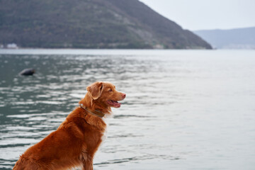 A Nova Scotia Duck Tolling Retriever dog sitting at the edge of the water, looking into the...
