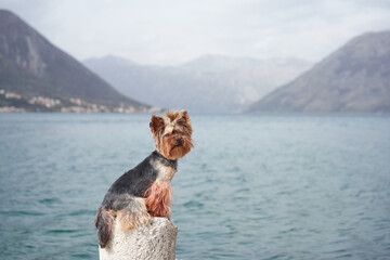 A Yorkshire Terrier sitting on a stone near the calm sea with scenic mountains in the background....