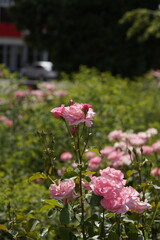 pink valentine roses with rose buds and insects