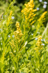 Tall yellow flowers in the sun
