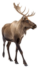 Fototapeta premium Alaskan Moose in Profile Pose, Isolated on Transparent Background