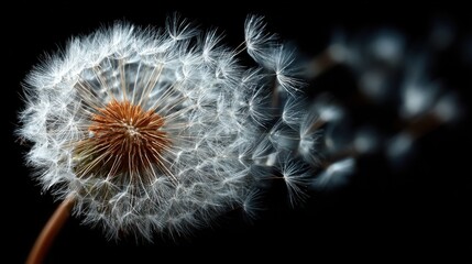 A close up of a dandelion with its seeds flying in the air. Concept of freedom and the fleeting nature of life